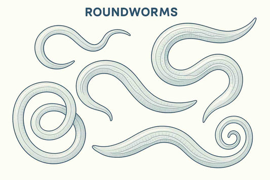 roundworms-infection