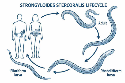 strongyloides-infections